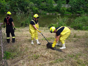 Kuriozní zásahy hasičů: chameleon na drátech, traktor v rybníce, paraglidista v korunách