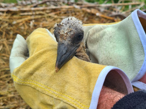 Kuriozní zásahy hasičů: chameleon na drátech, traktor v rybníce, paraglidista v korunách
