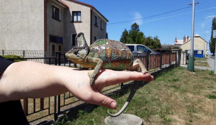 Kuriozní zásahy hasičů: chameleon na drátech, traktor v rybníce, paraglidista v korunách