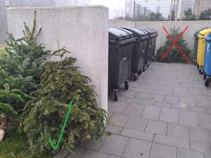 Odstrojené vánoční stromečky zvířatům nenoste, žádá olomoucká zoo. Města se o ně postarají