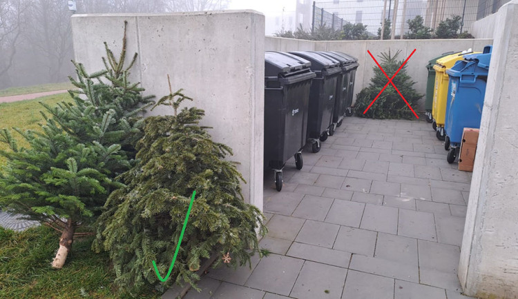 Vánoční stromky je vhodné uložit stranou kontejnerového stání, aby pracovníci mohli snadno manipulovat s odpadovými nádobami