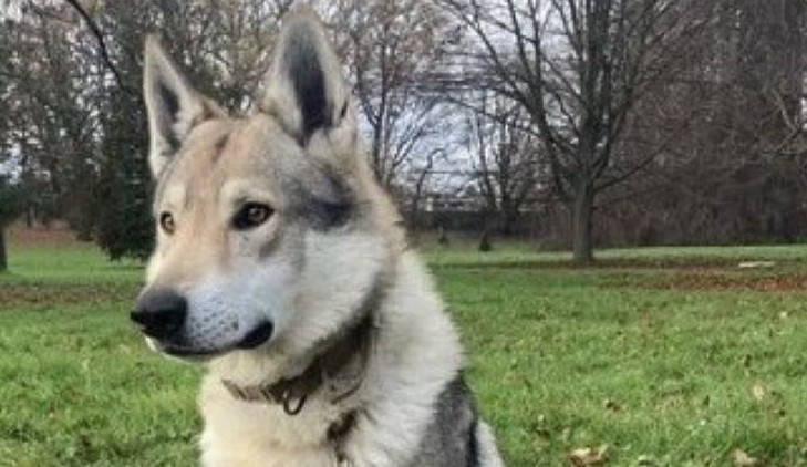 HLEDÁME PÁNÍČKA: Lord s krví vlka a další dva psi z útulku v Čechách pod Kosířem čekají na nový domov