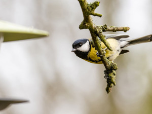 Ptačí hodinka láká stále více pozorovatelů. Zapojit se může každý