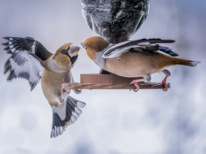 Ptačí hodinka láká stále více pozorovatelů. Zapojit se může každý