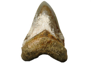 Zub-zraloka-druhu-Carcharocles-megalodon