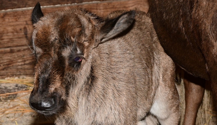 Prvním mládětem letošního roku v olomoucké zoo je čertice Kameba. Samička pakoně běloocasého