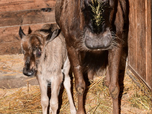 Prvním mládětem letošního roku je v olomoucké zoo čertice Kameba. Samička pakoně běloocasého