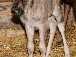 Prvním mládětem letošního roku je v olomoucké zoo čertice Kameba. Samička pakoně běloocasého