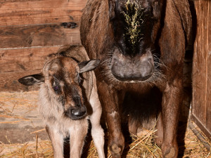 Prvním mládětem letošního roku je v olomoucké zoo čertice Kameba. Samička pakoně běloocasého