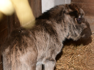 Prvním mládětem letošního roku je v olomoucké zoo čertice Kameba. Samička pakoně běloocasého