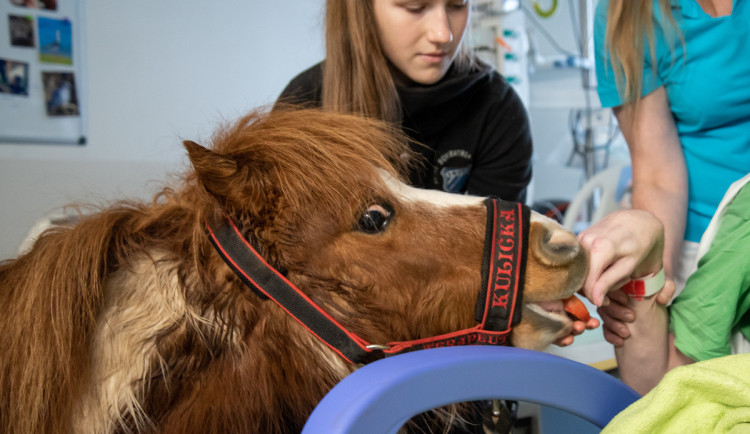 Poník Kulička přišel do olomoucké Fakultní nemocnice potěšit těžce zraněného chovatele koní