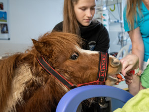 Poník Kulička přišel do olomoucké Fakultní nemocnice potěšit těžce zraněného chovatele koní