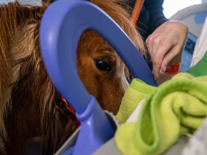 Poník Kulička přišel do olomoucké Fakultní nemocnice potěšit těžce zraněného chovatele koní