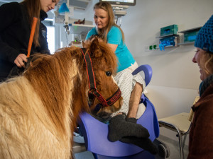 Poník Kulička přišel do olomoucké Fakultní nemocnice potěšit těžce zraněného chovatele koní