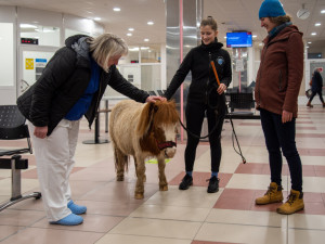 Poník Kulička přišel do olomoucké Fakultní nemocnice potěšit těžce zraněného chovatele koní