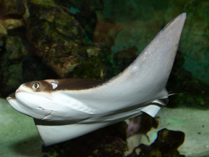 Kolik je kotulů nebo vlků? Návštěvníci Zoo na Svatém Kopečku počítají neposedná zvířata