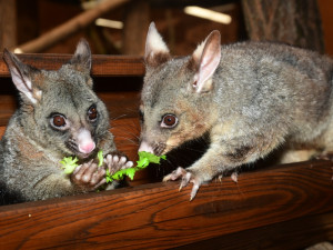 Kolik je kotulů nebo vlků? Návštěvníci Zoo na Svatém Kopečku počítají neposedná zvířata