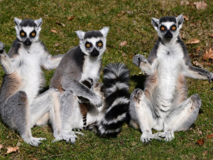 Kolik je kotulů nebo vlků? Návštěvníci Zoo na Svatém Kopečku počítají neposedná zvířata