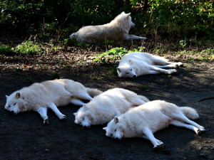 Kolik je kotulů nebo vlků? Návštěvníci Zoo na Svatém Kopečku počítají neposedná zvířata