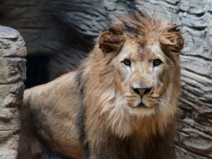 Kolik je kotulů nebo vlků? Návštěvníci Zoo na Svatém Kopečku počítají neposedná zvířata