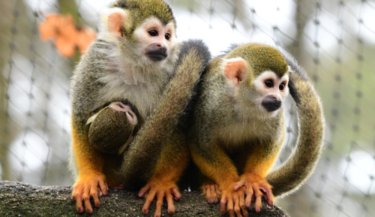 Kolik je kotulů nebo vlků? Návštěvníci Zoo na Svatém Kopečku počítají neposedná zvířata