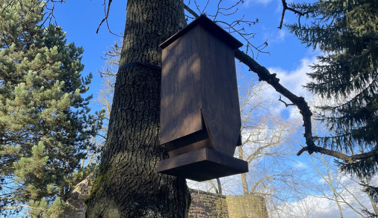 Trutnov je plný ptačích krmítek, ptáci teď potřebují pomoc