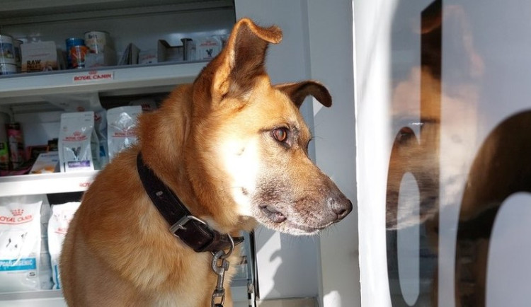 HLEDÁME PÁNÍČKA: