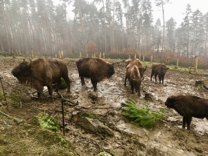 Stromečková snídaně. Na jehličnanech si pochutnávají zubři i velbloudi