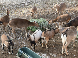 Jehličnany posloužily jako krmivo i v předchozích letech