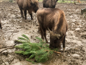 Stromečková snídaně. Na jehličnanech si pochutnávají zubři i velbloudi