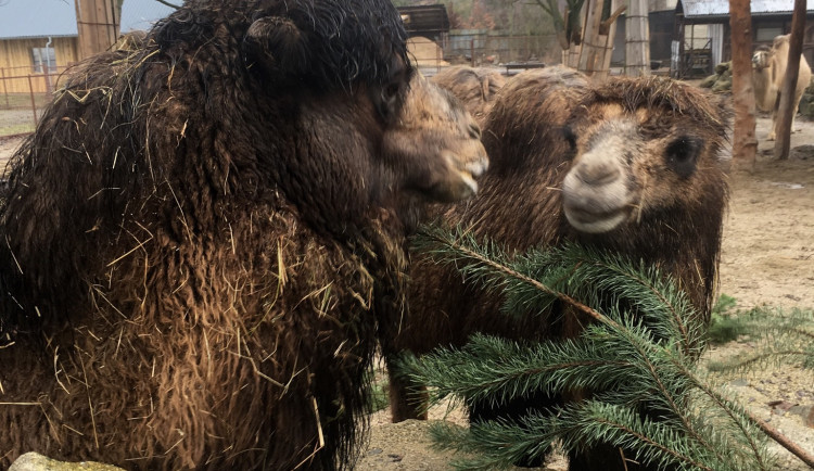 Stromečková snídaně. Na jehličnanech si pochutnávají zubři i velbloudi