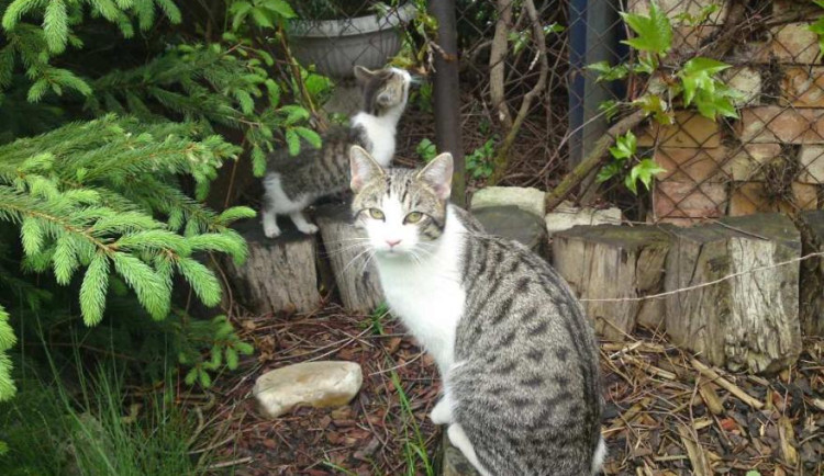 Obyvatelé Prostějova podali rekordní počet žádostí o dotaci na kastraci