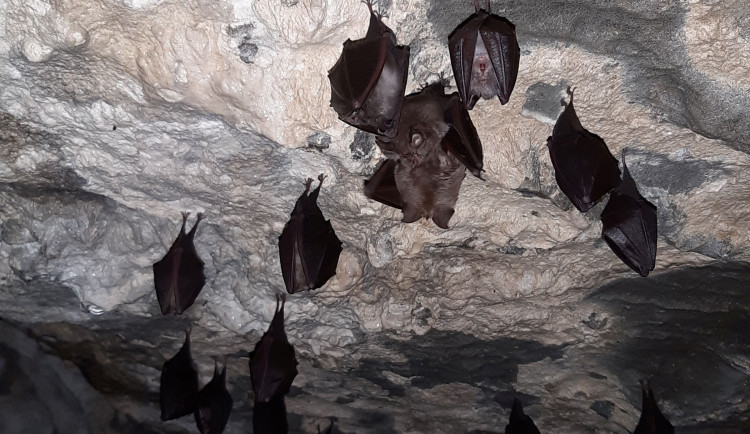Na spící netopýry do jeskyní Na Špičáku se nyní zájemci mohou podívat i v zimě