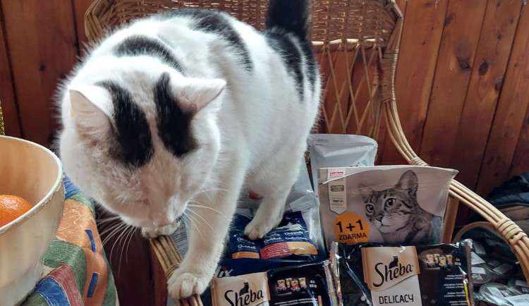 Útulek Javornické čumáčky byl na mizině. Během čtyř dní ho zachránila obrovská vlna solidarity