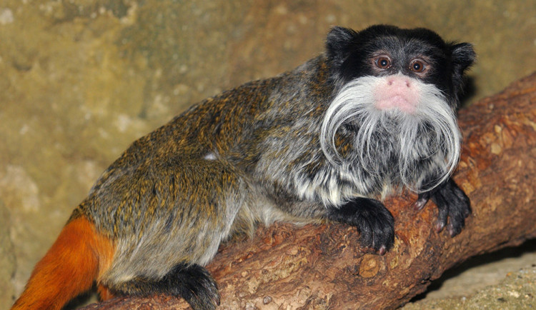 Kdo je největší gurmán v zoo? Drápkaté opičky hodují na ovoci, pampeliškách i cvrčcích