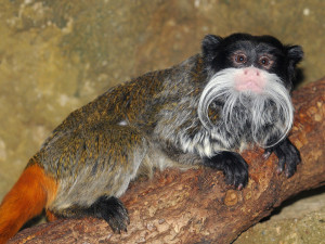 Kdo je největší gurmán v zoo? Drápkaté opičky hodují na ovoci, pampeliškách i cvrčcích