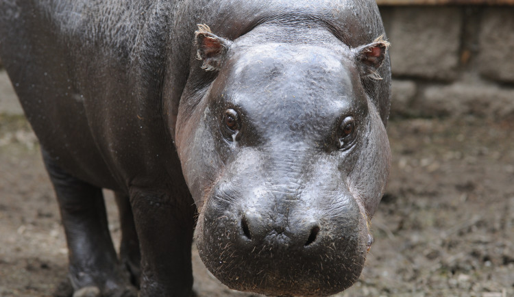 Olomoucká zoo se dnes rozloučila se šestatřicetiletou hrošicí Blankou. Odešla pomocí eutanázie
