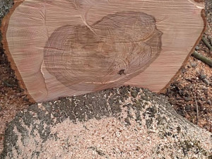 Kácení v rezervaci Žebračka budí rozruch. Stromy mají poškozené kořeny, vysvětlila radnice