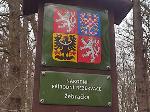 Kácení v rezervaci Žebračka budí rozruch. Stromy mají poškozené kořeny, vysvětlila radnice