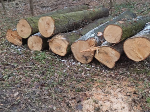 Kácení v rezervaci Žebračka budí rozruch. Stromy mají poškozené kořeny, vysvětlila radnice