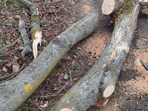 Kácení v rezervaci Žebračka budí rozruch. Stromy mají poškozené kořeny, vysvětlila radnice