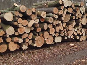 Kácení v rezervaci Žebračka budí rozruch. Stromy mají poškozené kořeny, vysvětlila radnice