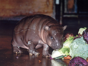 Olomoucká zoo se dnes rozloučila s šestatřicetiletou hrošicí Blankou. Odešla pomocí eutanázie