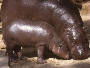 Olomoucká zoo se dnes rozloučila s šestatřicetiletou hrošicí Blankou. Odešla pomocí eutanázie