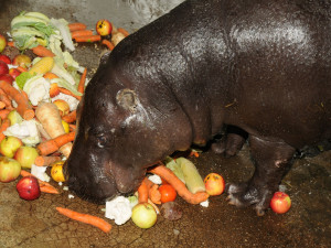 Olomoucká zoo se dnes rozloučila s šestatřicetiletou hrošicí Blankou. Odešla pomocí eutanázie
