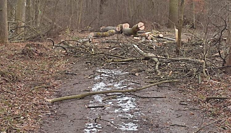 Kácení v rezervaci Žebračka budí rozruch. Stromy mají poškozené kořeny, vysvětlila radnice