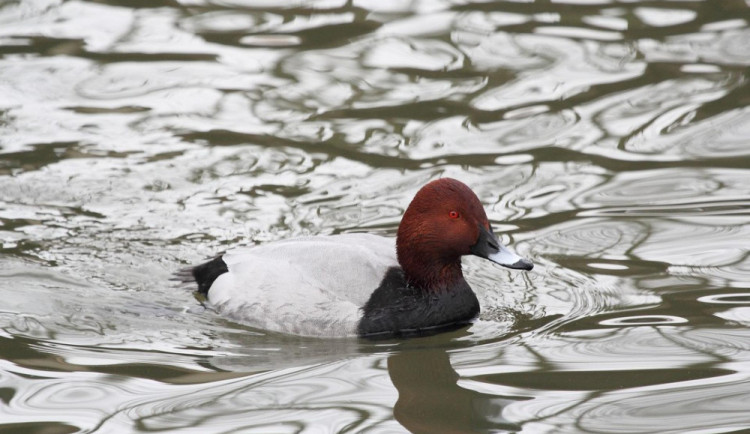 size4-1676549456812-2-ptakem-roku-je-polak-velky-v-cesku-patri-mezi-lovnou-zver-celosvetove-je-pritom-ohrozenym-druhem