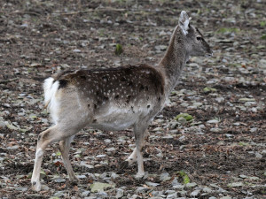 Samice vzácného daňka mezopotámského, který mále vyhynul, rozšířila stádo v olomoucké zoo. Přicestovala z Francie