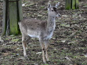 Samice vzácného daňka mezopotámského, který mále vyhynul, rozšířila stádo v olomoucké zoo. Přicestovala z Francie