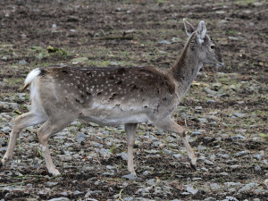 Samice vzácného daňka mezopotámského, který mále vyhynul, rozšířila stádo v olomoucké zoo. Přicestovala z Francie